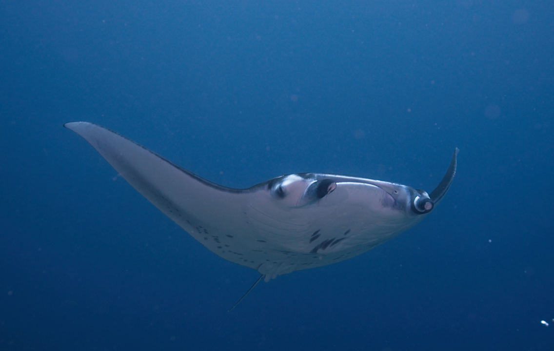 Sport & Freizeit Vilamendhoo Island Resort & Spa