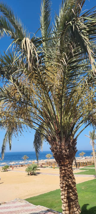 Gartenanlage Three Corners Sea Beach Resort