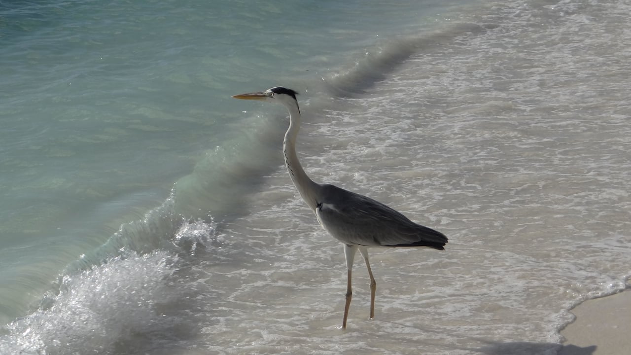Der tägliche Begleiter Meeru Maldives Resort Island