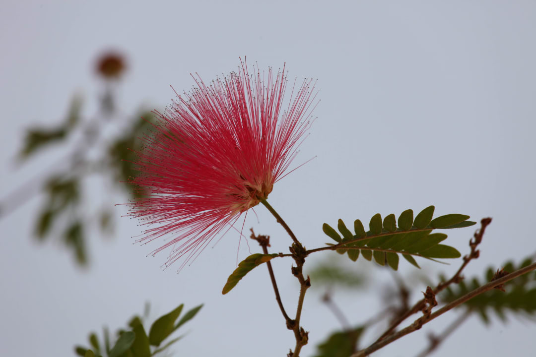 Blüte Makadi Palace