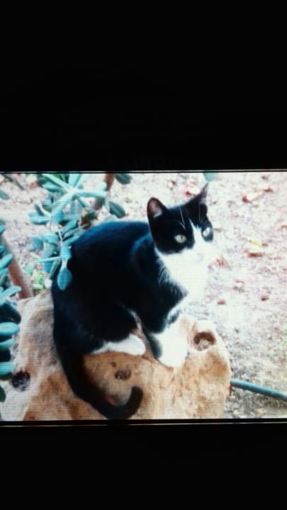 Sonstiges Phãea Cretan Malia