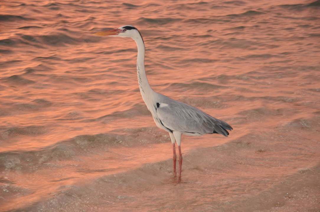 Summer Island Village Summer Island Maldives