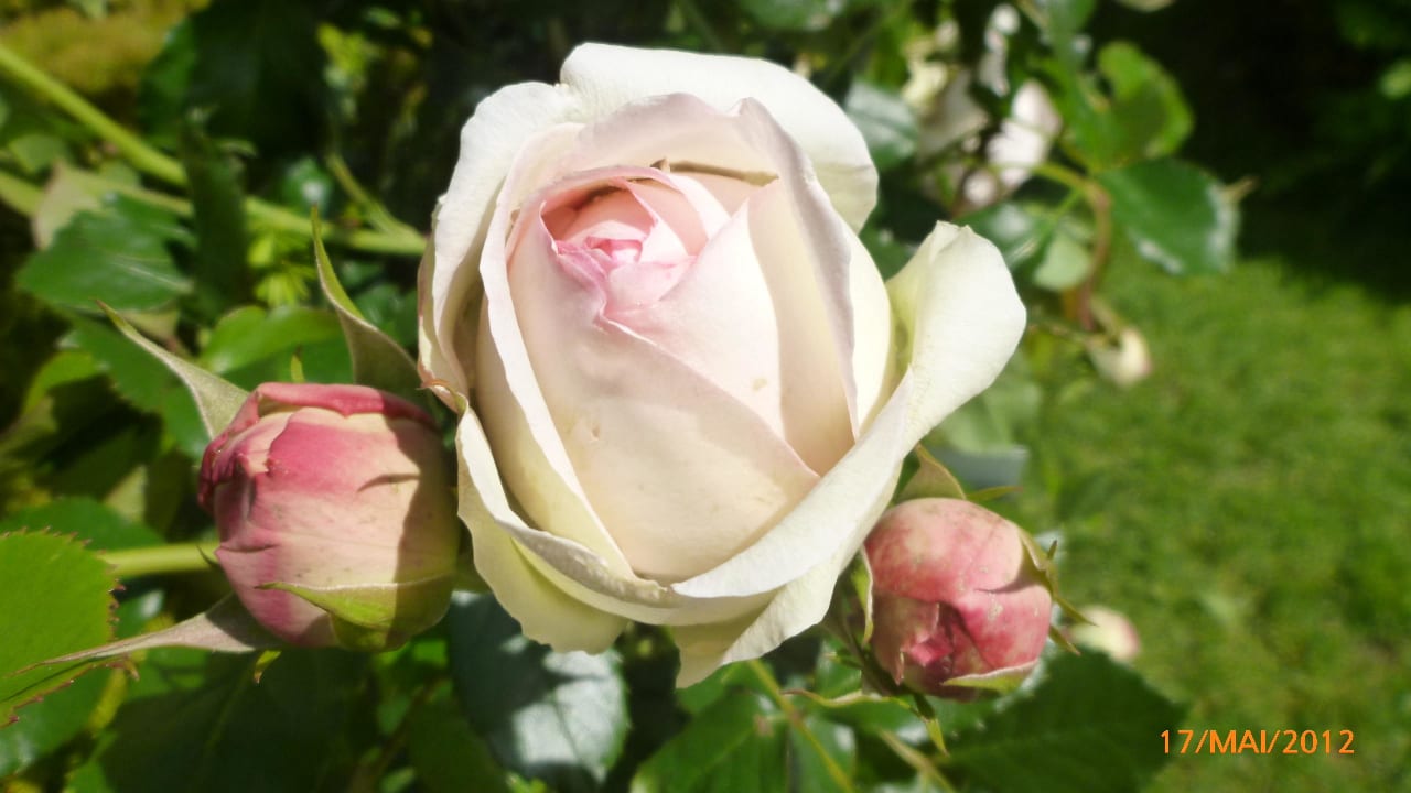 Rosengrüße aus dem Garten Hotel Haus am See