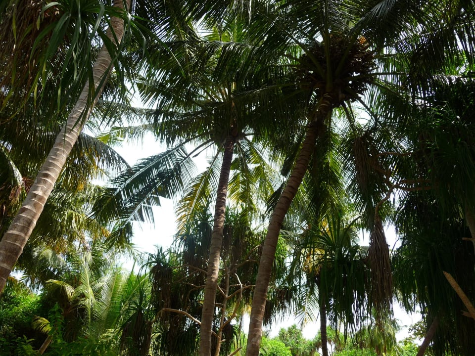 Jardin exotique Adaaran Select Meedhupparu Island Resort - Premium All Inclusive