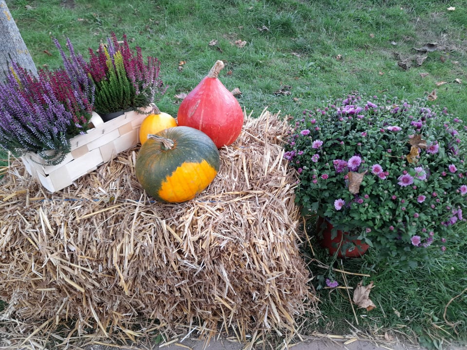 Gartenanlage Ferienwohnungen Ferienpark Weissenhäuser Strand