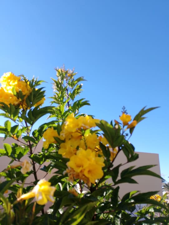 Gartenanlage Cleopatra Luxury Resort Makadi Bay