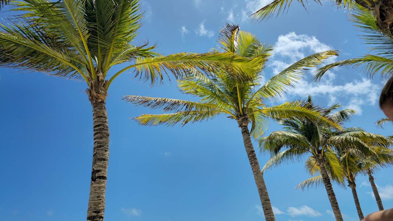 Gartenanlage Hotel Riu Caribe