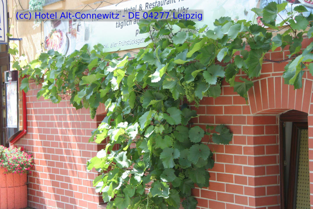 Weinstöcke am Hotel Alt-Connewitz in Leipzig Ihr Hotel Alt-Connewitz in Leipzig