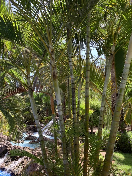 Gartenanlage Hotel Riu Palace Oasis