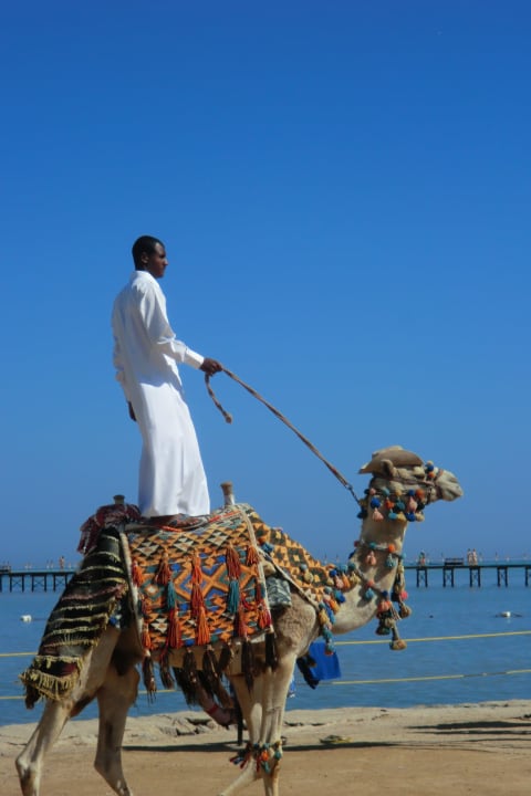 Верблюд на территории отеля Le Jardin Aqua Park Resort