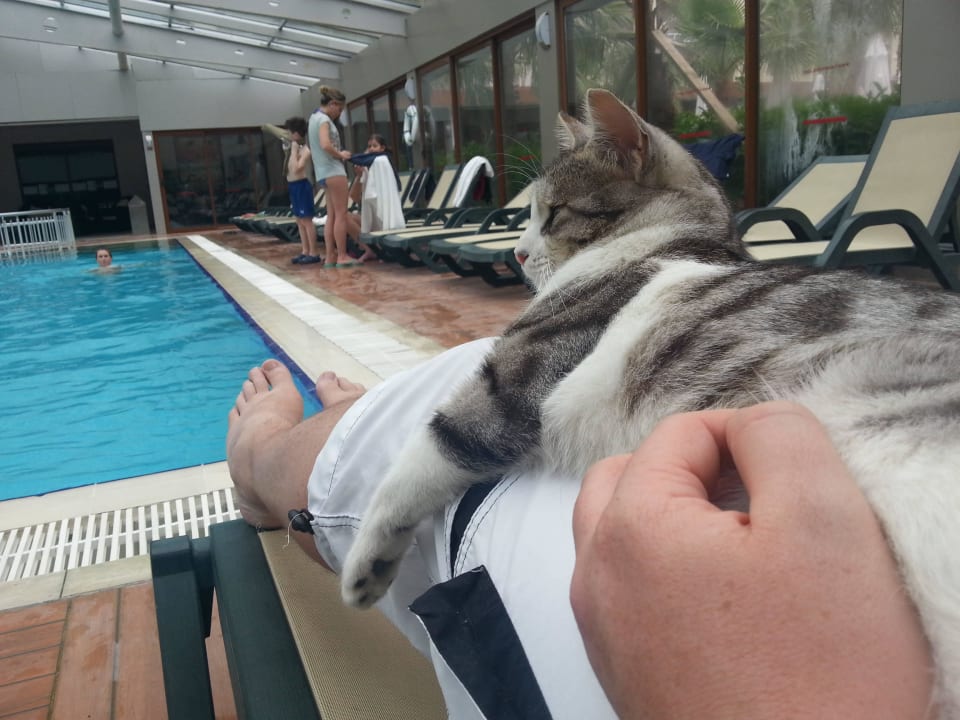 Indoorpool mit Besucher Hane Family Resort