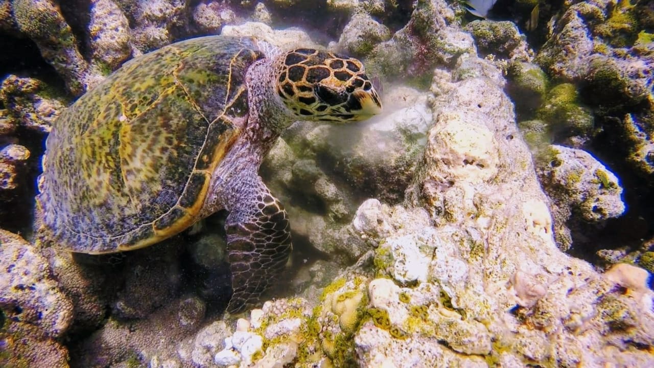 Strand Summer Island Maldives