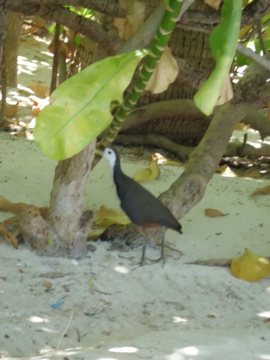 Ein Canbilli  Sun Siyam Vilu Reef