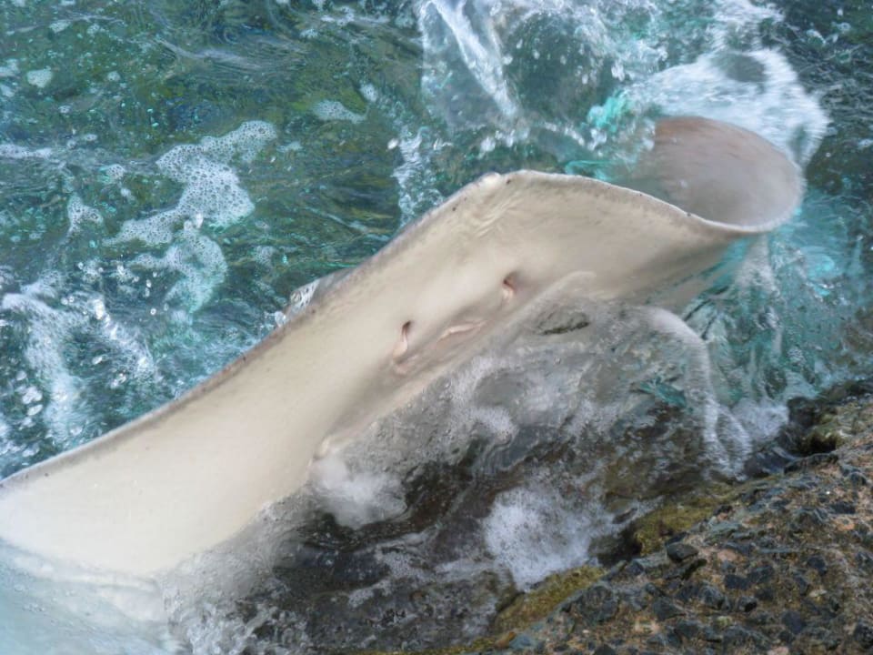 Rochenfütterung Summer Island Maldives
