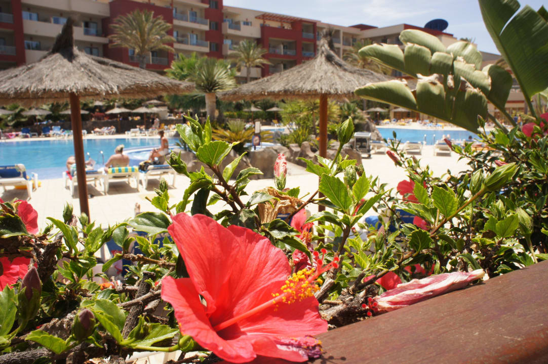 Kolory ogrodu Elba Carlota Beach & Golf Resort