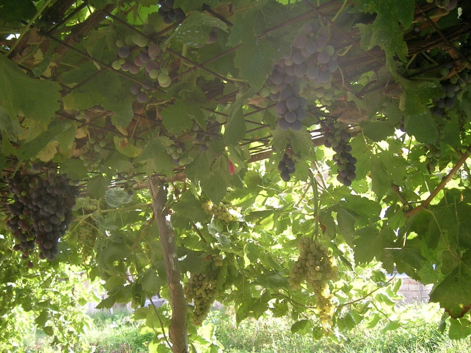 Grapes Hotel Kathrin Beach