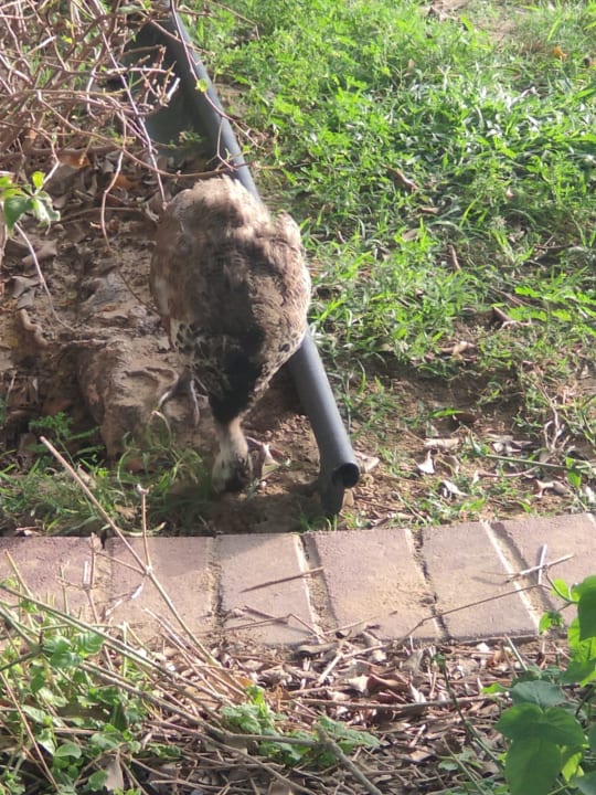 Lobby Grand Hyatt Dubai