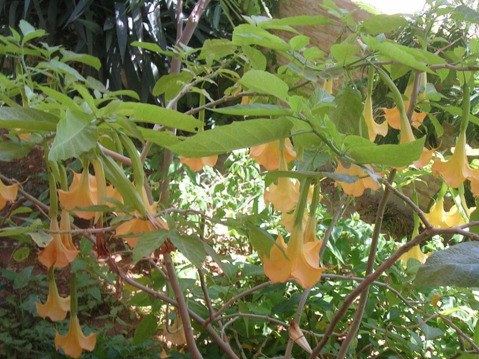 Yellow brugmnsia Hotel Kathrin Beach