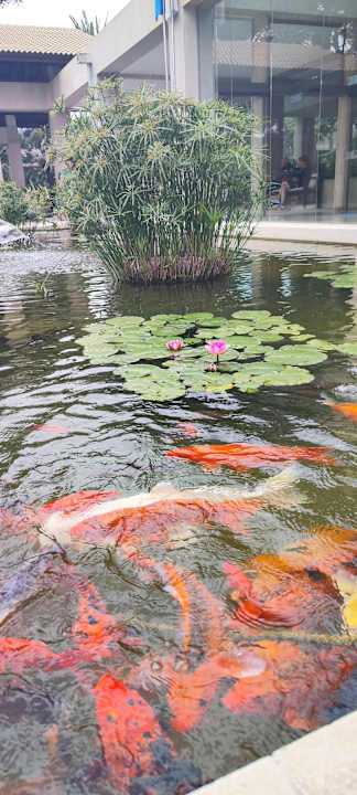 Lobby allsun Hotel Eden Playa