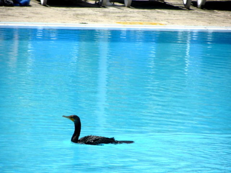Hotel-Kormoran Melia Las Antillas - Adults only