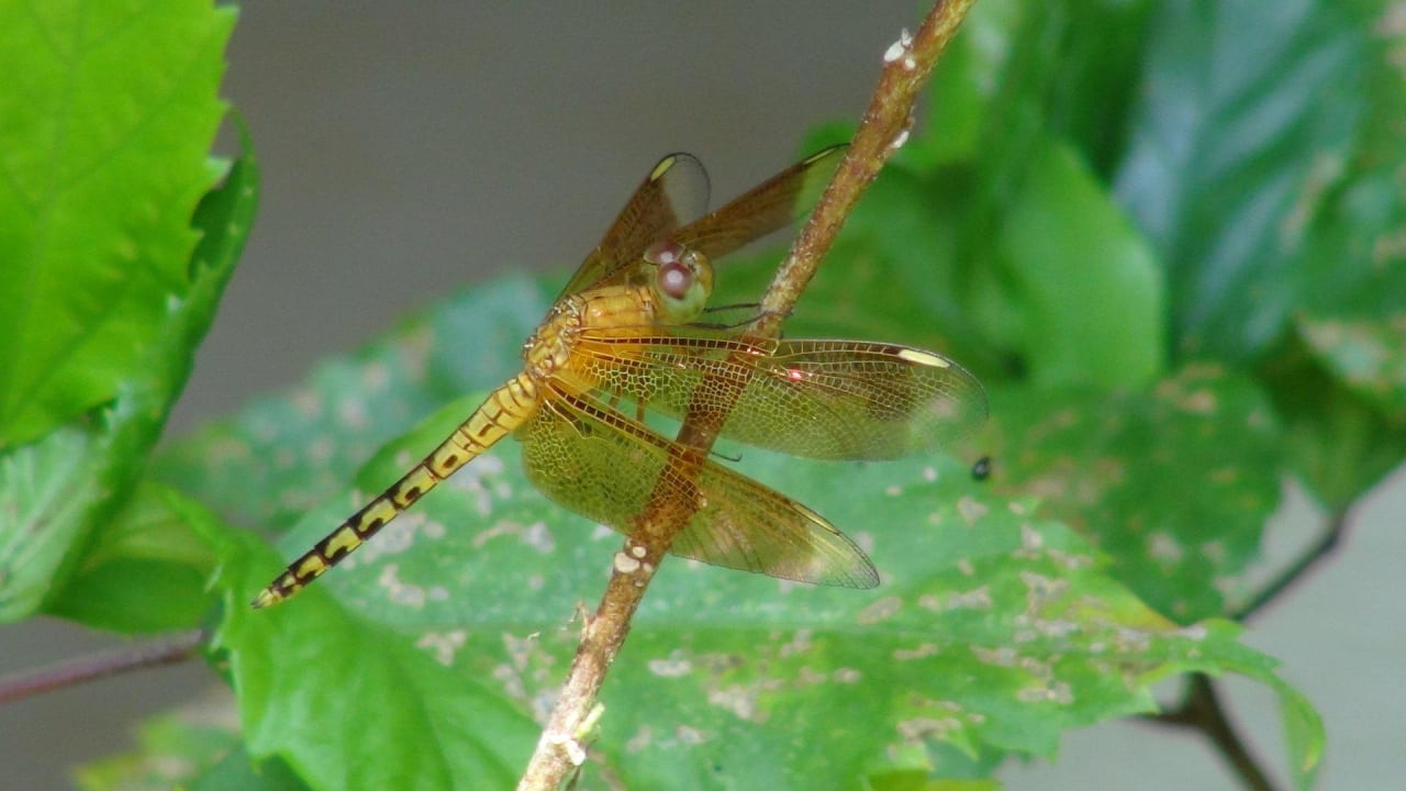 Nice dragonfly Hotel Dolphin House
