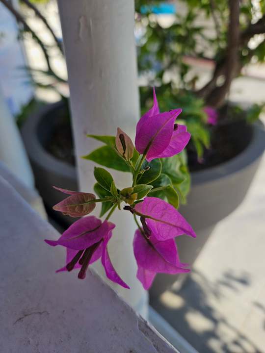 Gartenanlage Hane Family Resort