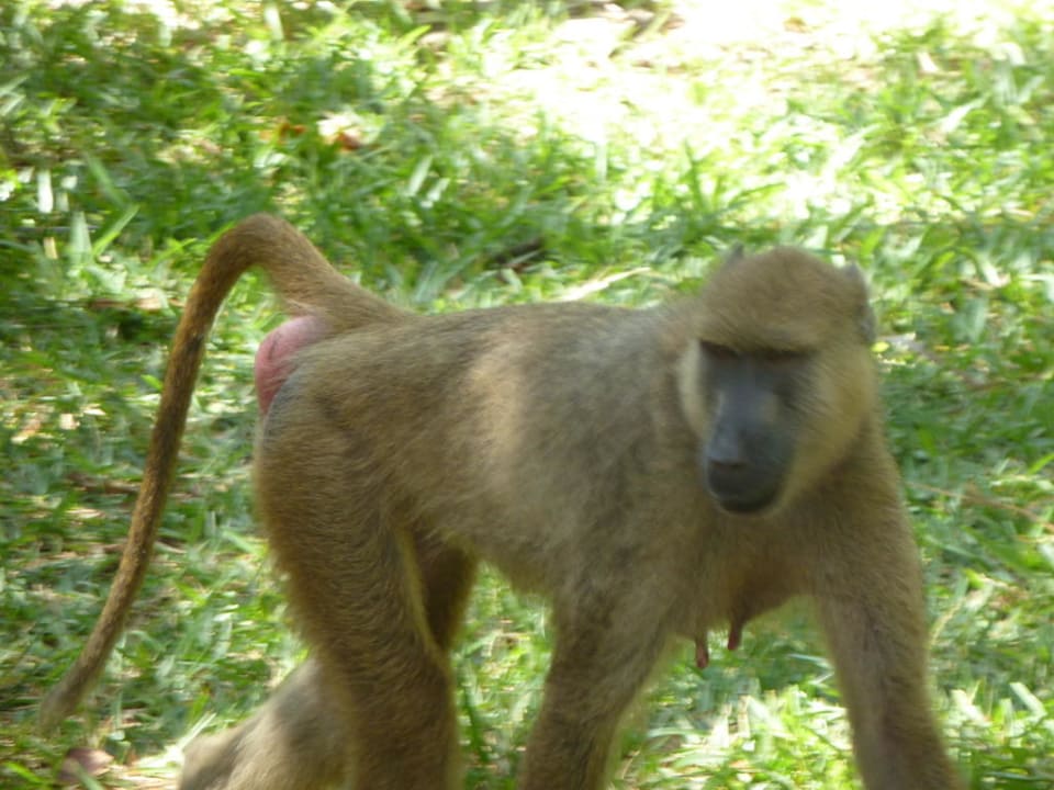 Achtung ich komme Hotel Papillon Lagoon Reef