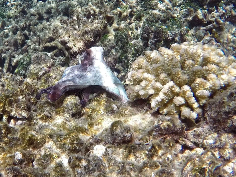 Octopus NH Collection Maldives Havodda Resort