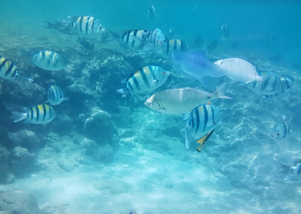 Sport & Freizeit Pickalbatros Citadel Resort