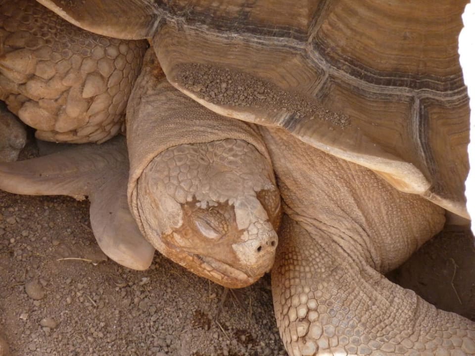 Riesen-Landschildkröte Hotel Hauza Beach Resort