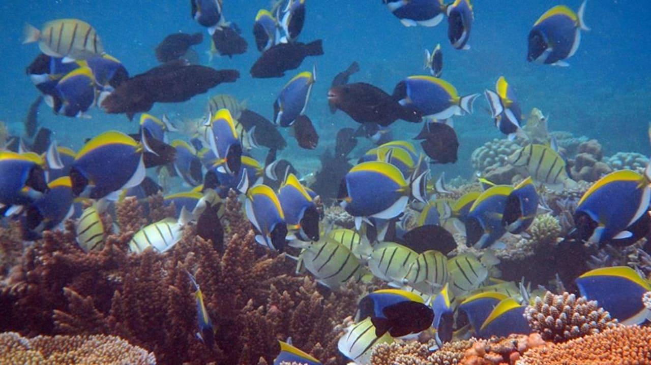 Tolle Unterwasserwelt Eri Maldives