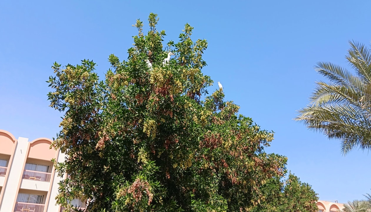 Gartenanlage Three Corners Sea Beach Resort