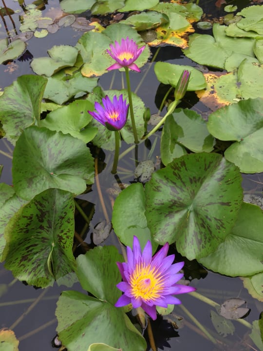 Sonstiges Hoi An Historic Hotel