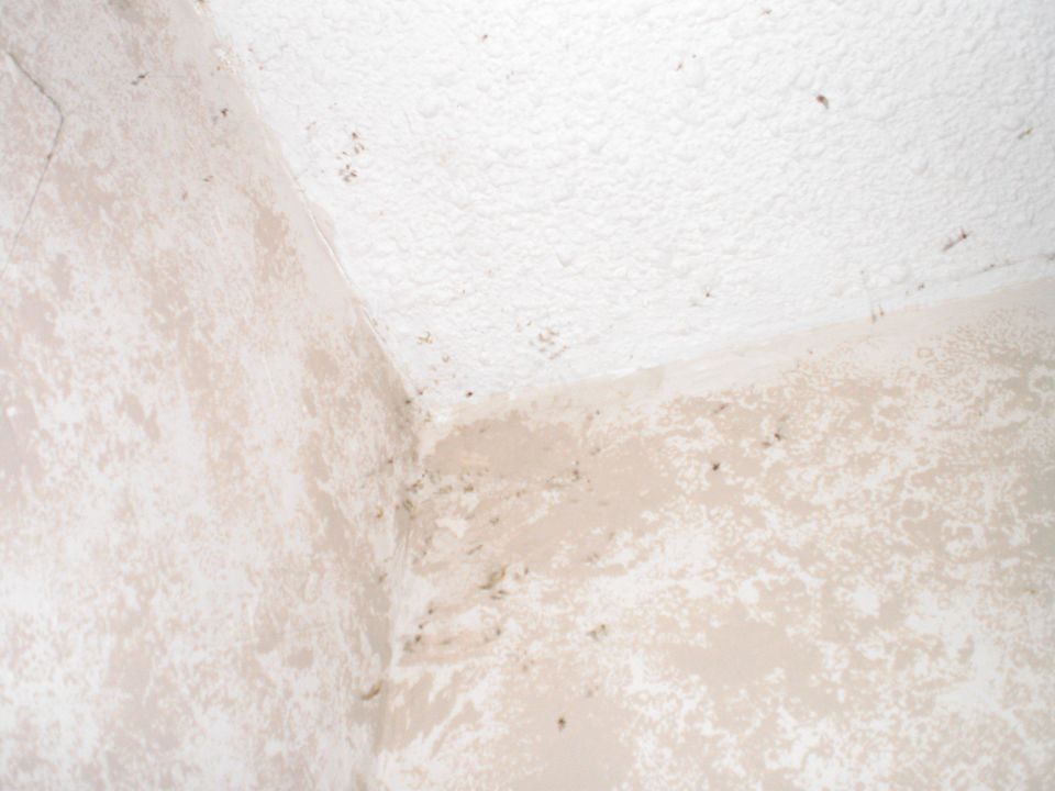 Fliegen Howard Johnson Inn Kingston