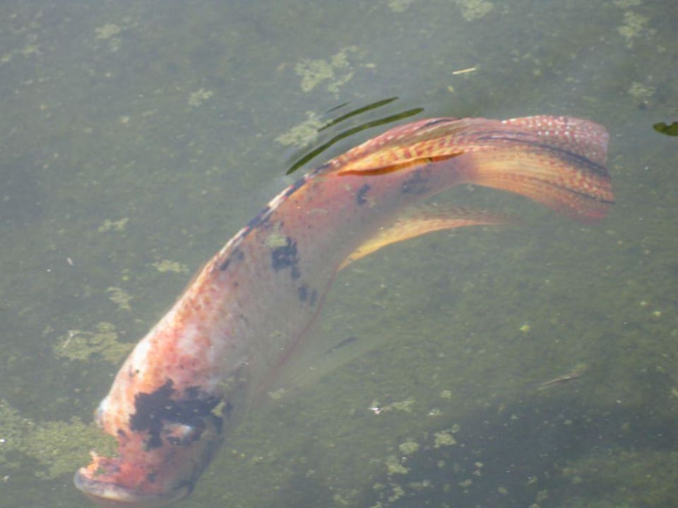 Fische Grand Palladium Select White Sand Resort & Spa