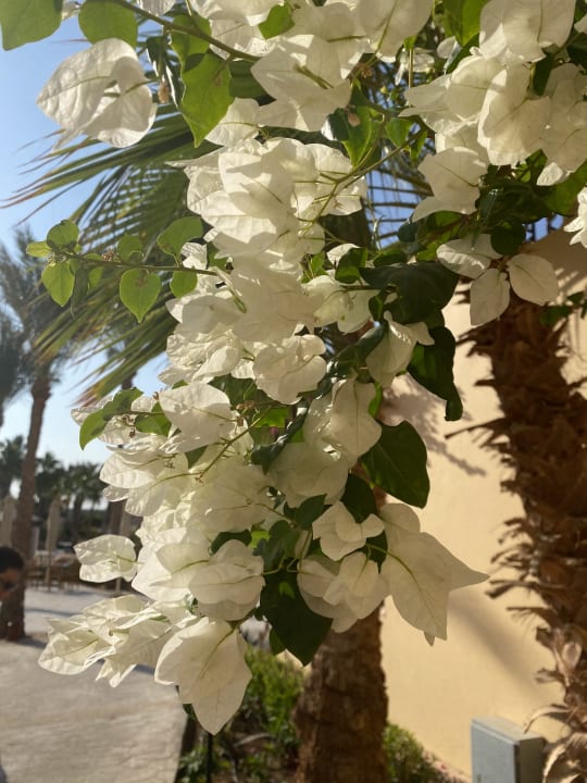 Gartenanlage Steigenberger Coraya Beach - Adults only