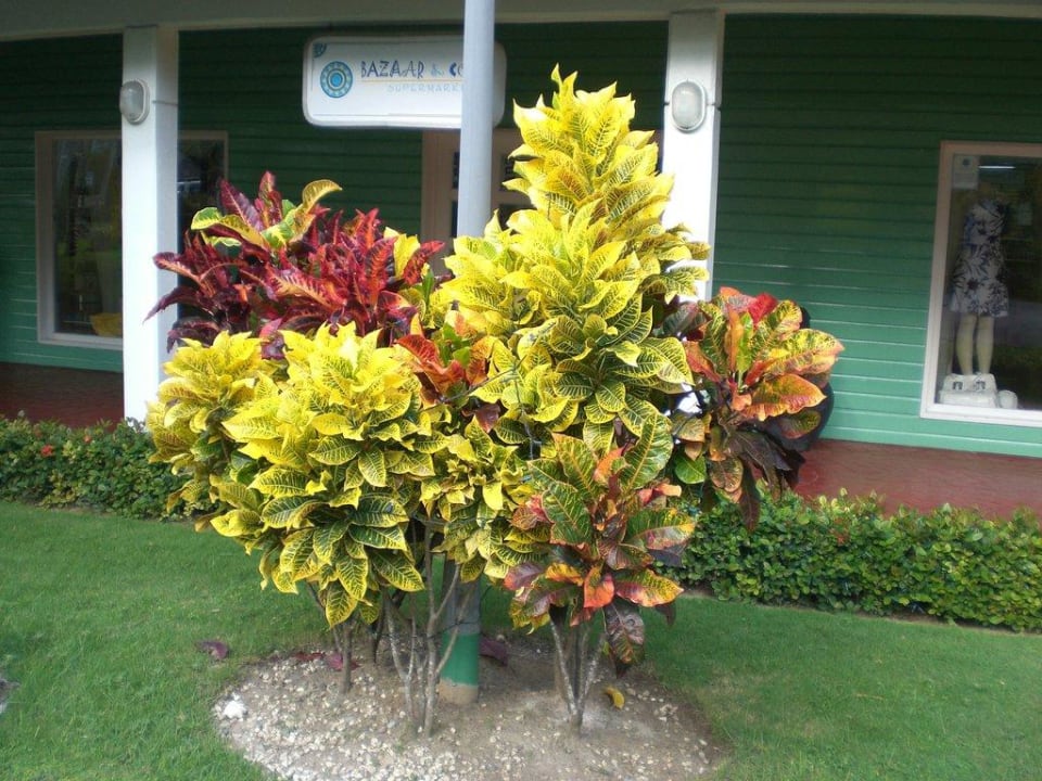 Vorm Supermarkt im Bavaro-Bereich Grand Palladium Select Bávaro Resort & Spa