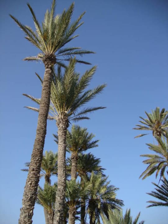 Palmen Hotel Sangho Club Zarzis