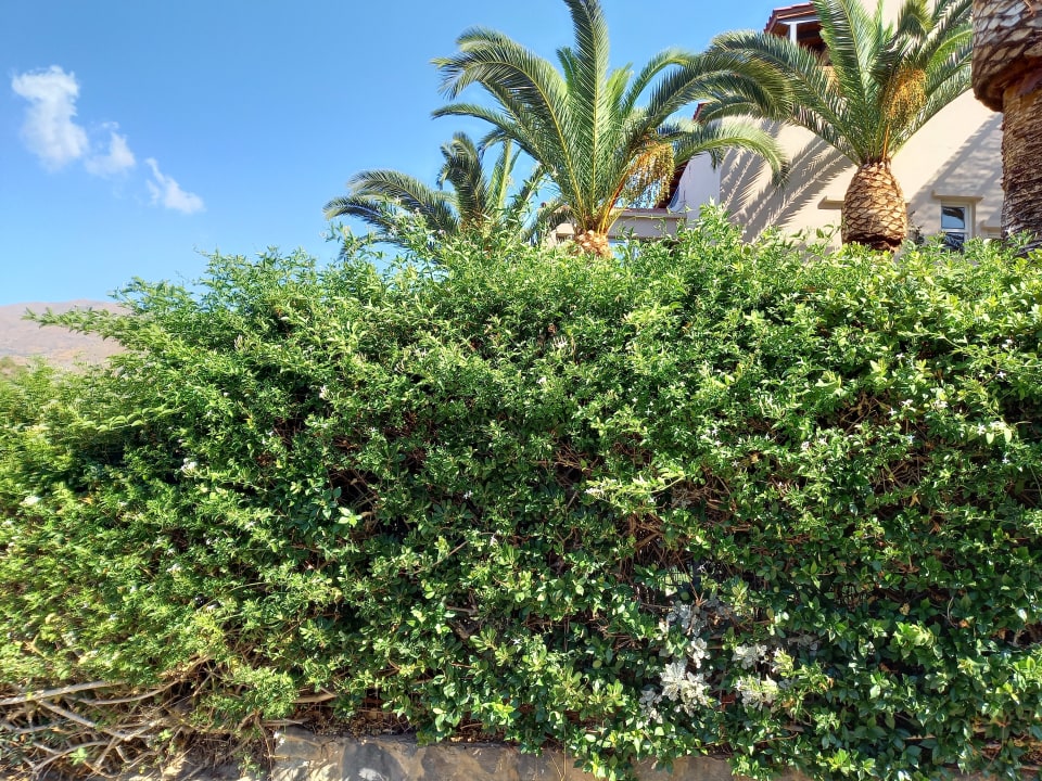 Gartenanlage Paralos Irini Mare