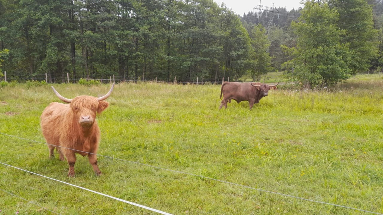 Gartenanlage Hotel Chalets Grosslehen