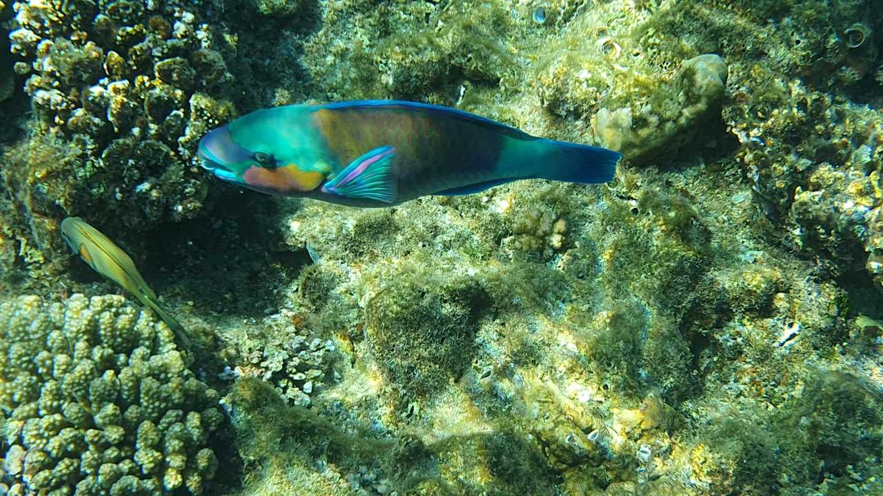 Strand Serenity Alpha Beach