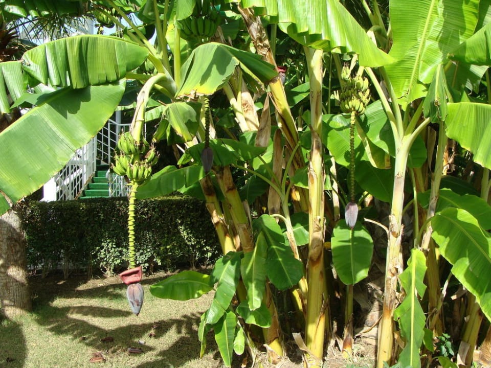 Noch mehr Bananen Hotel Miracle Resort
