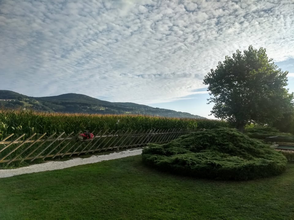 Ausblick Wilfinger Ring Bio Hotel