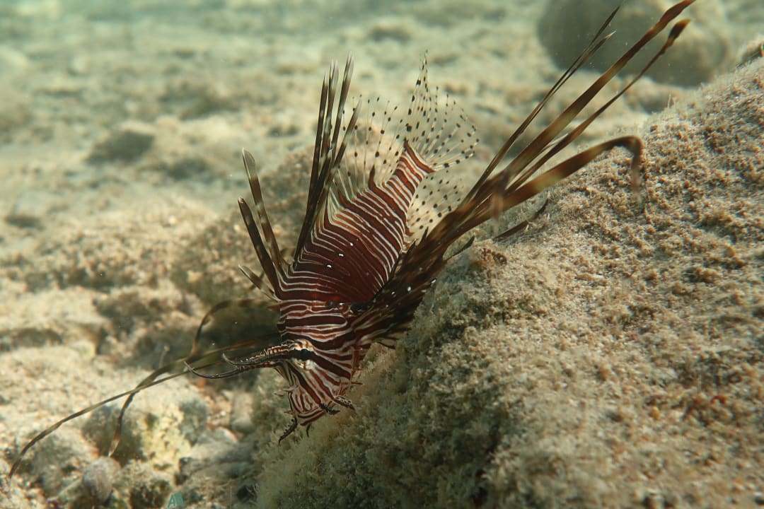 Sport & Freizeit Utopia Beach Club