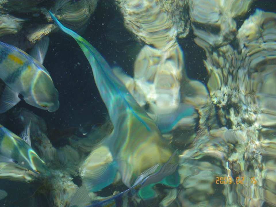 Rafa Sultan Gardens Resort