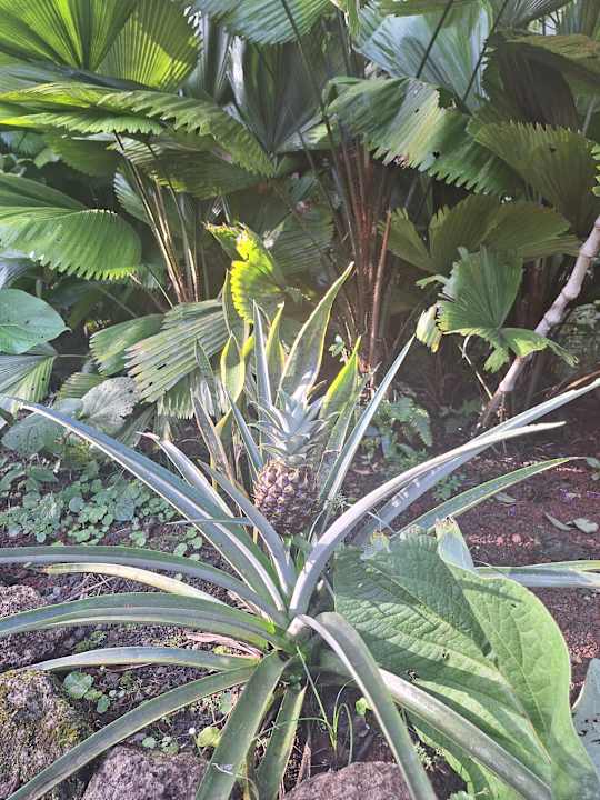 Gartenanlage Confort Arenal