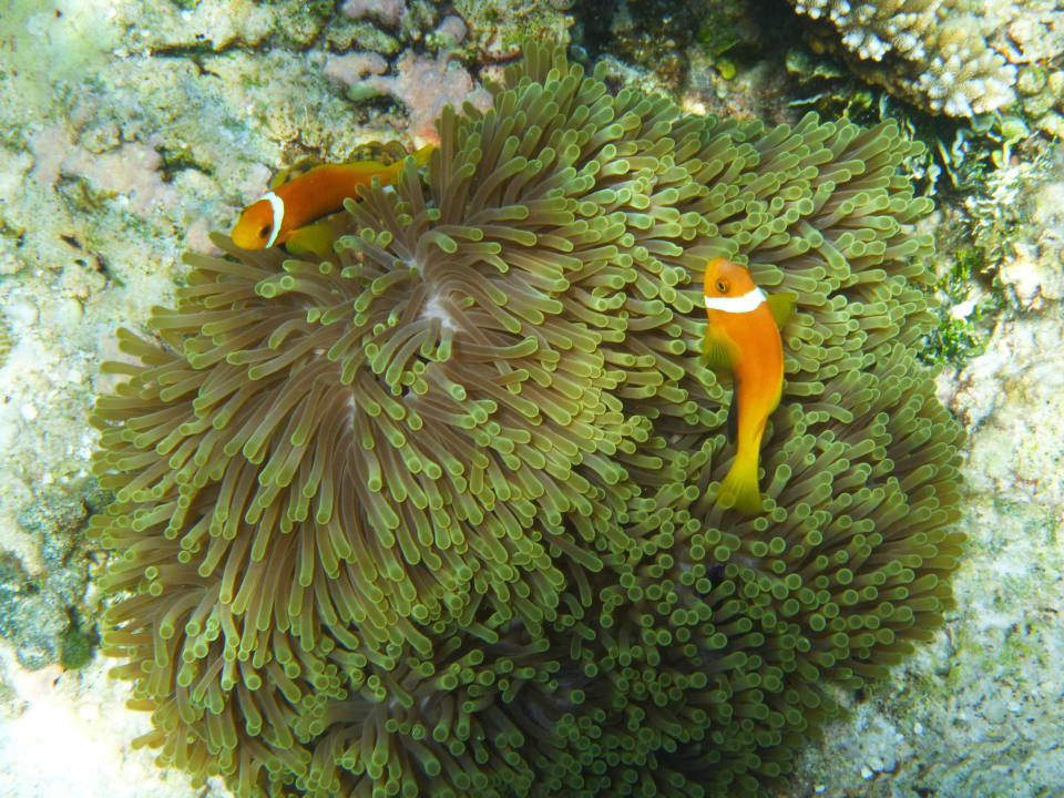 Schnorcheln am Hausriff ananea Diamonds Athuruga