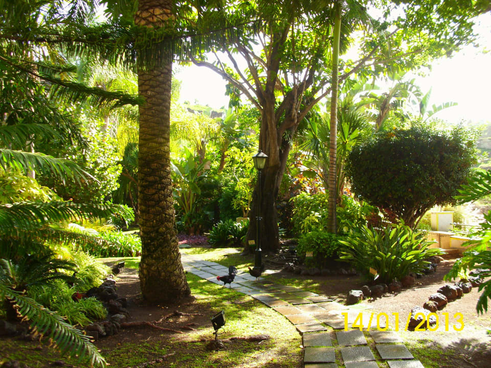 Kleine spanische Hühner & Hähne BLUESEA Costa Jardin Spa