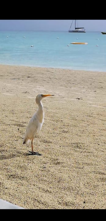 Strand Hotel CocoLaPalm Seaside Resort