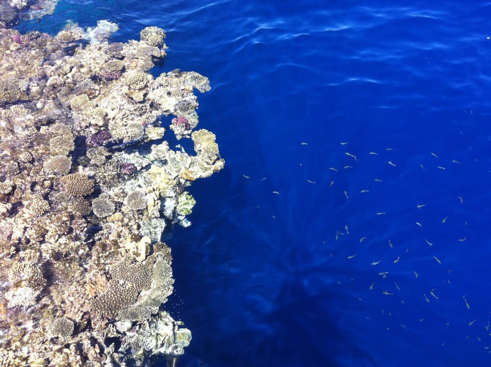 Wunderschönes Riff für Schnorchler The Grand Hotel Sharm El Sheikh